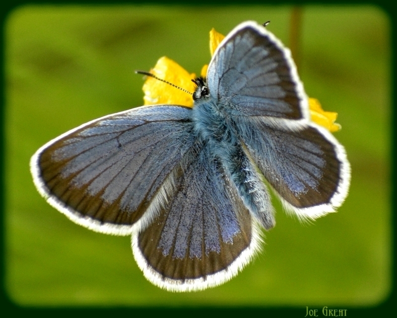 Plebejus argus - ezüstös boglárka