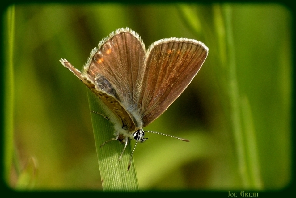 Polyommatus icarus - közönséges boglárka