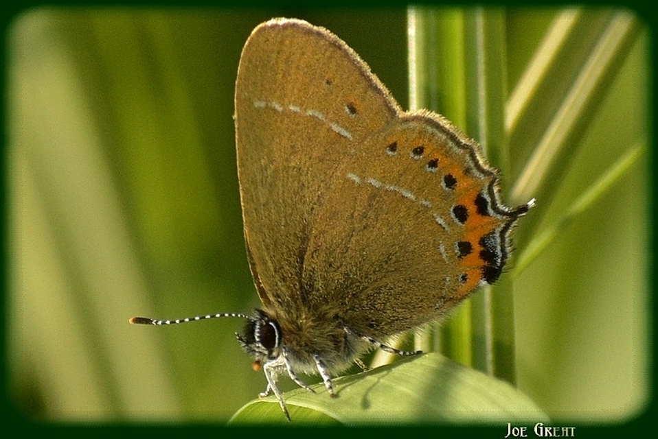 Satyrium pruni - szilvafa-csücsköslepke