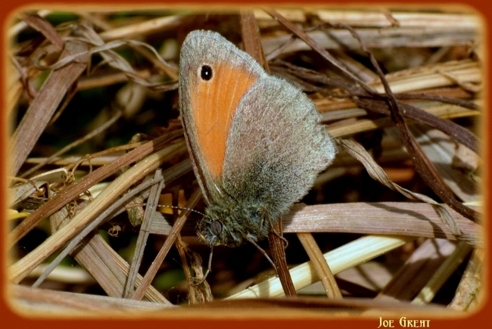 Coenonympha pamphilus - kis szénalepke