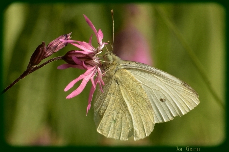 Pieris rapae - répalepke