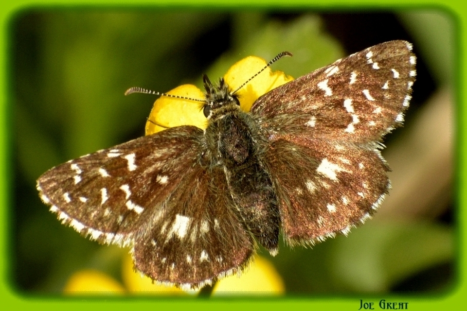 Pyrgus malvae - kis busalepke