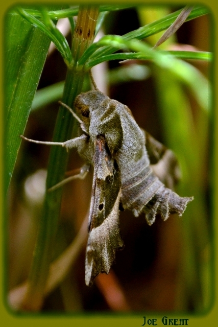Proserpinus proserpina - törpeszender