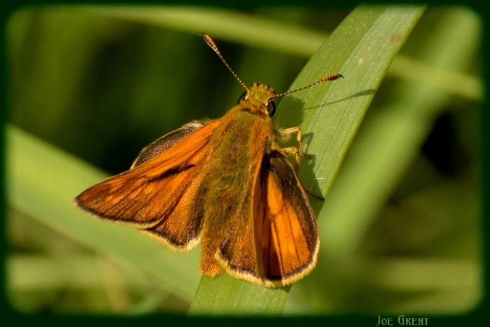 Ochlodes sylvanus - erdei busalepke