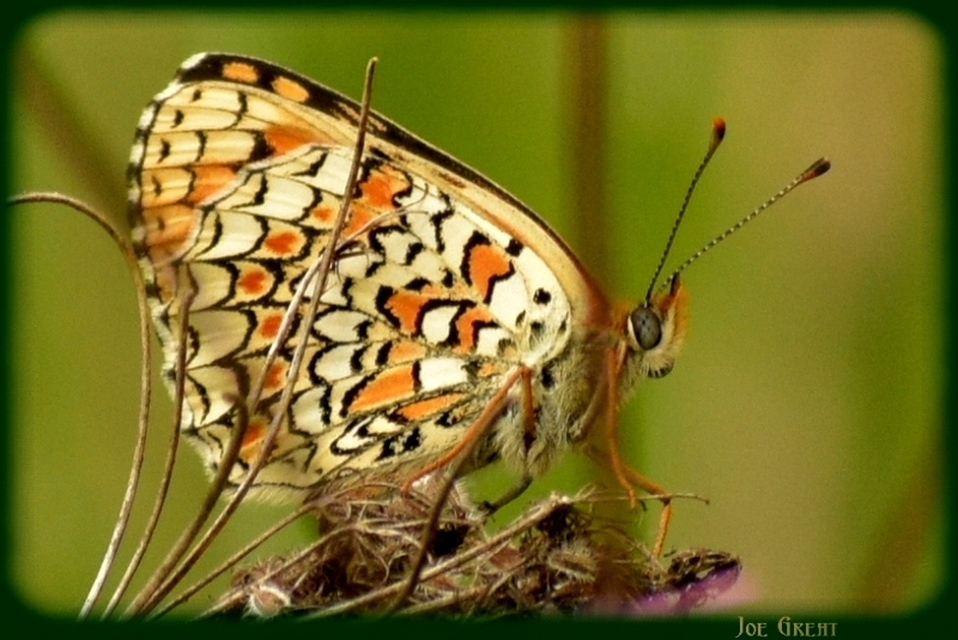 Melitaea phoebe - nagy tarkalepke