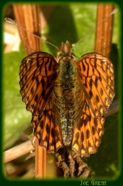 Boloria dia - kis gyöngyházlepke