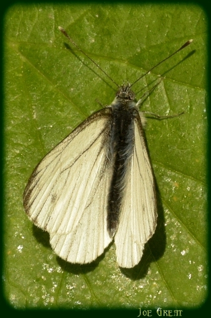 Pieris napi - repcelepke