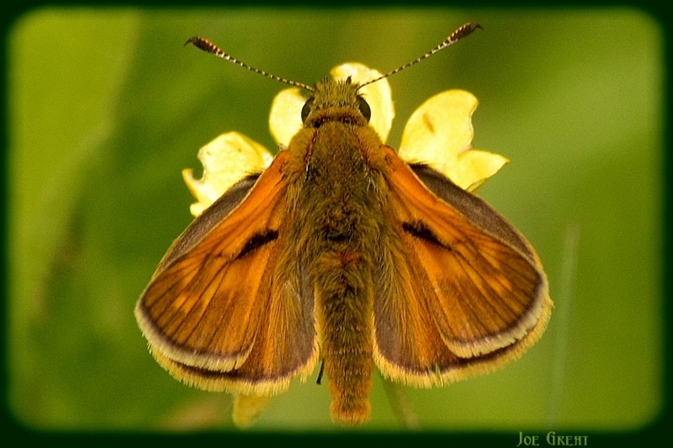 Ochlodes sylvanus - erdei busalepke