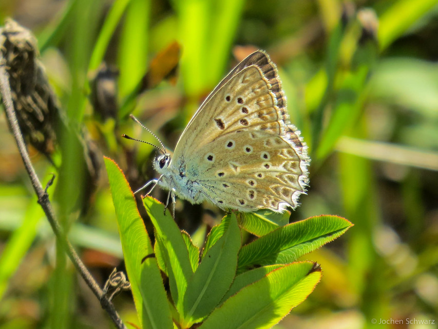 Polyommatus daphnis - csipkés boglárka