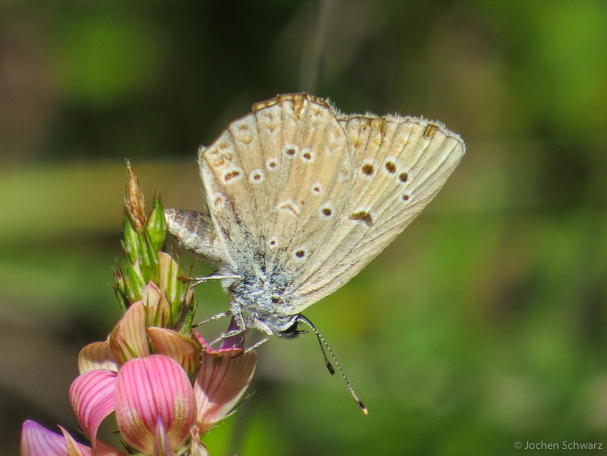 Polyommatus admetus - bundás boglárka