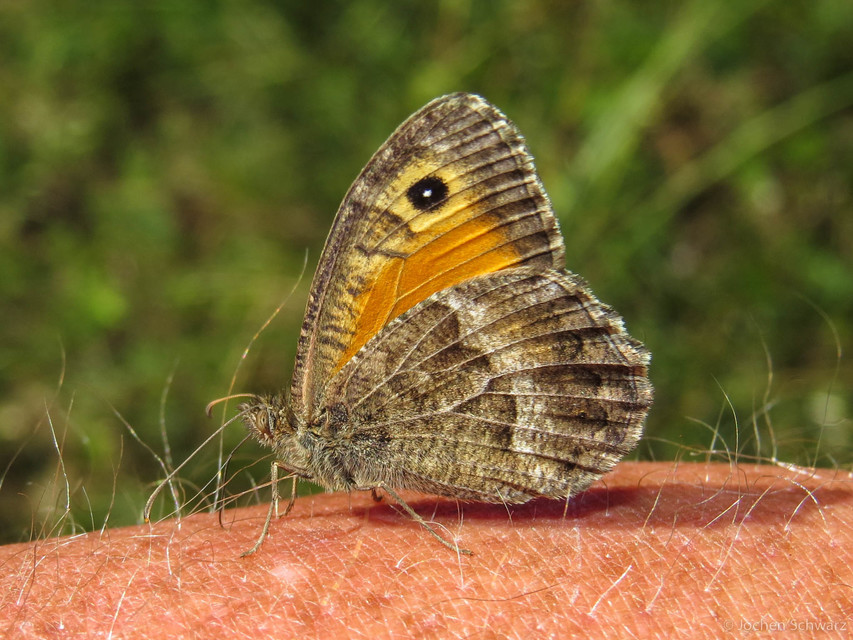 Arethusana arethusa - közönséges szemeslepke