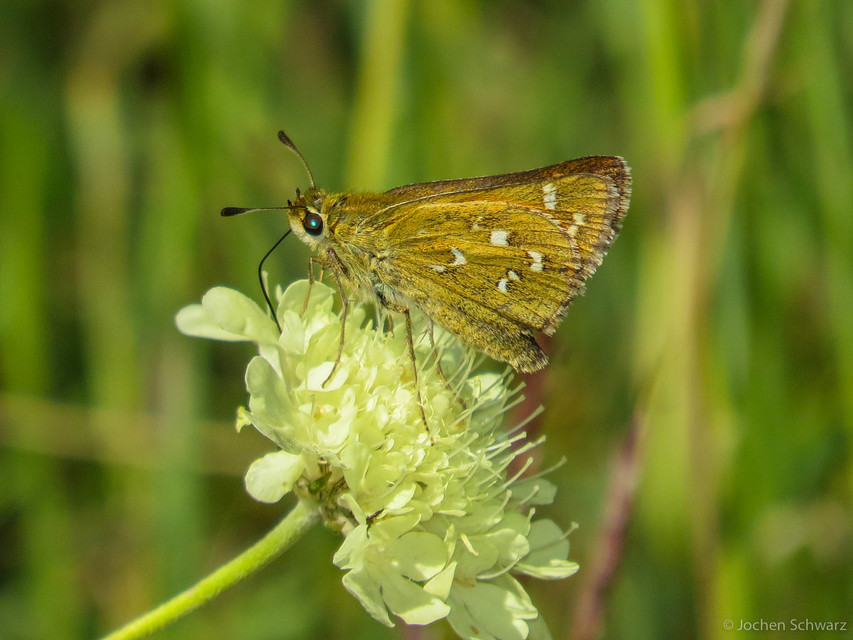Hesperia comma - vesszős busalepke
