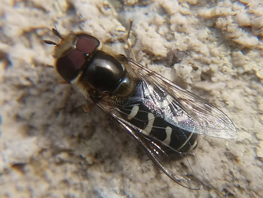 Scaeva pyrastri - gyakori nagyhomlokúlégy