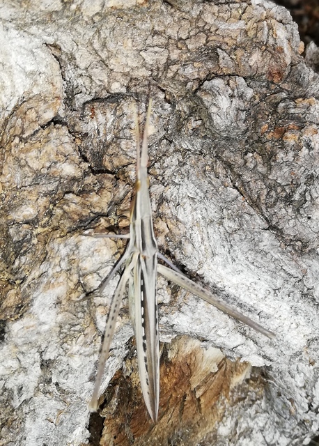 Acrida ungarica - sisakos sáska