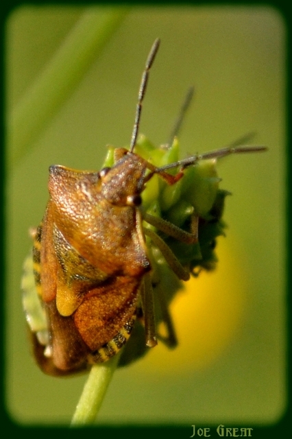 Carpocoris