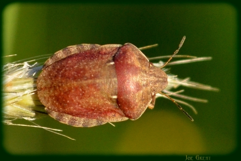 Eurygaster