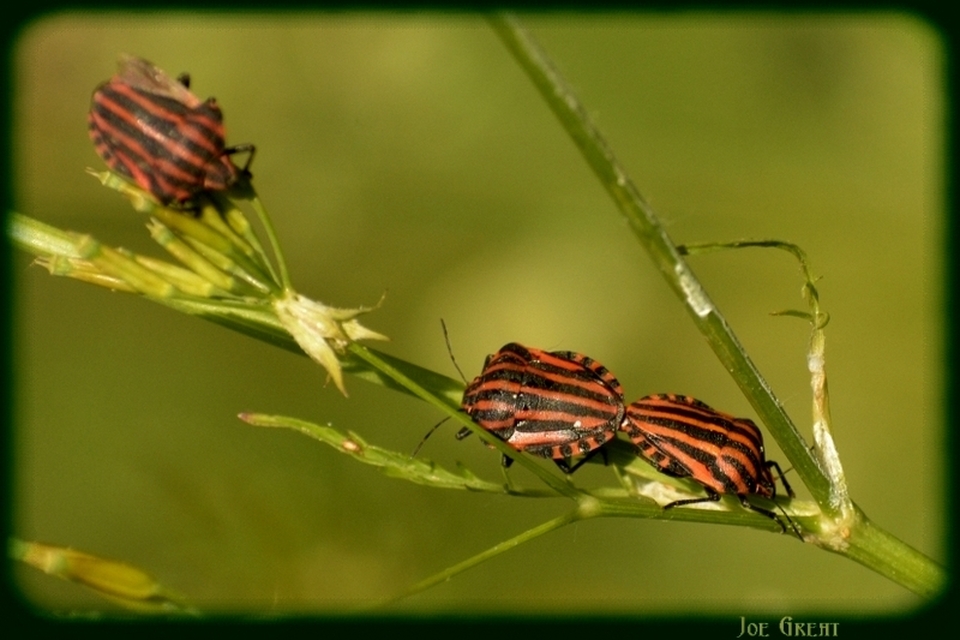 Graphosoma italicum - csíkos pajzsospoloska