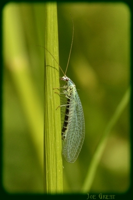 Chrysopa perla - aranyszemű fátyolka