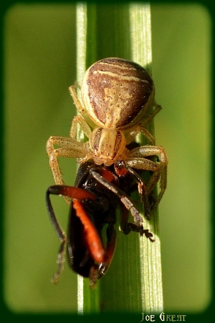 Araneae - Pókok