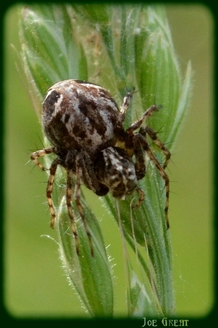 Araneae - Pókok