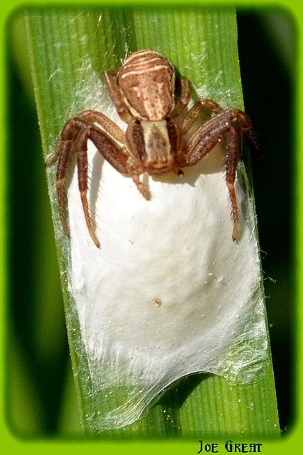 Araneae - Pókok