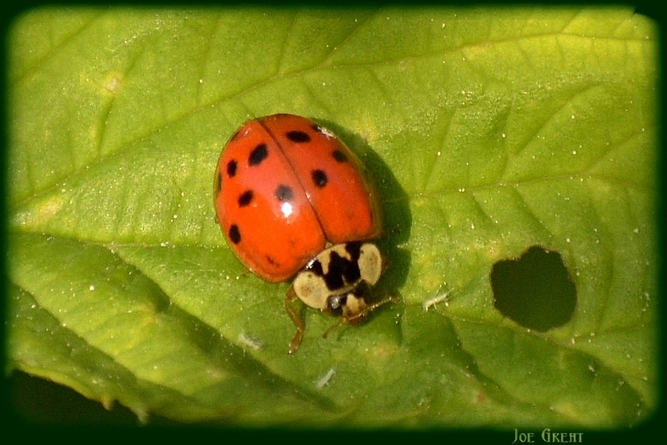 Harmonia axyridis - harlekinkatica