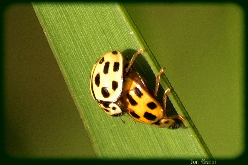 Propylea quatuordecimpunctata - tizennégypettyes füsskata