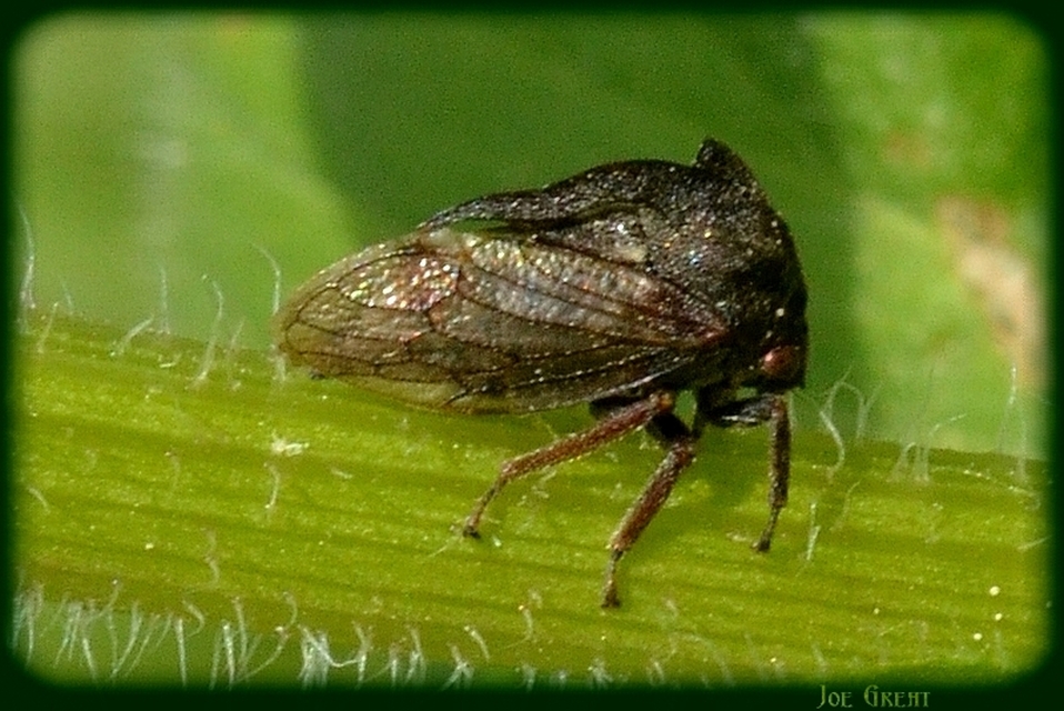 Centrotus cornutus - szarvaskabóca