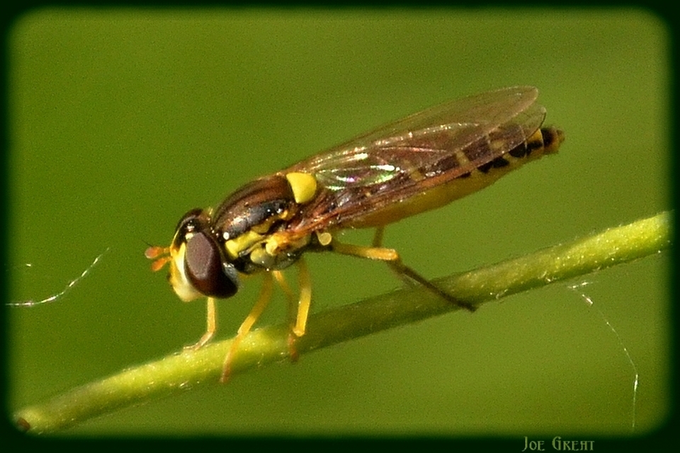 Sphaerophoria