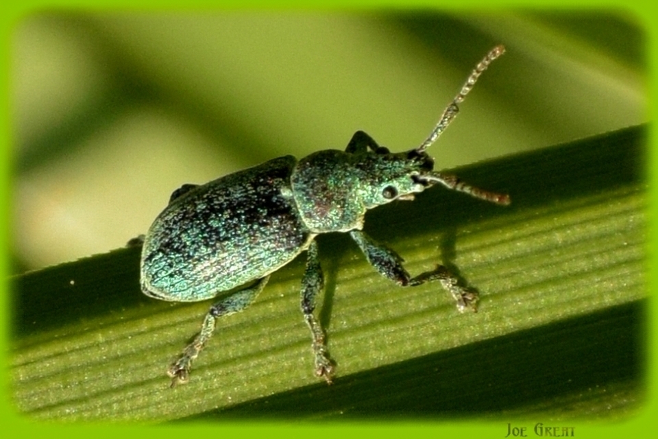 Curculionidae - ormányosbogár-félék