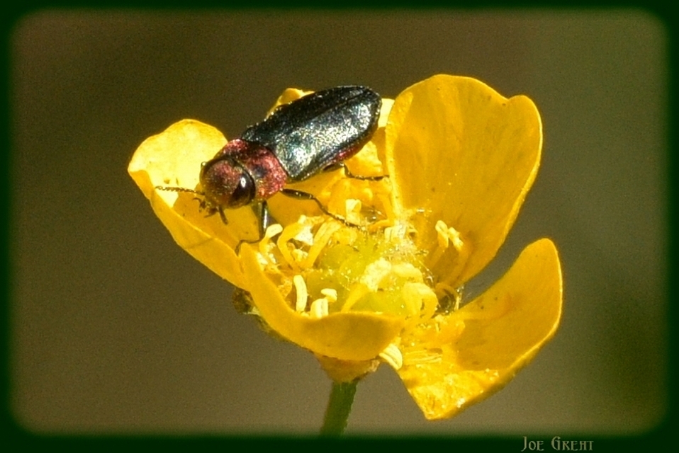 Anthaxia signaticollis - keleti virágdíszbogár
