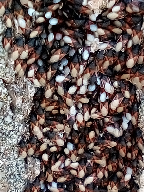 Oxycarenus lavaterae - hársbodobács