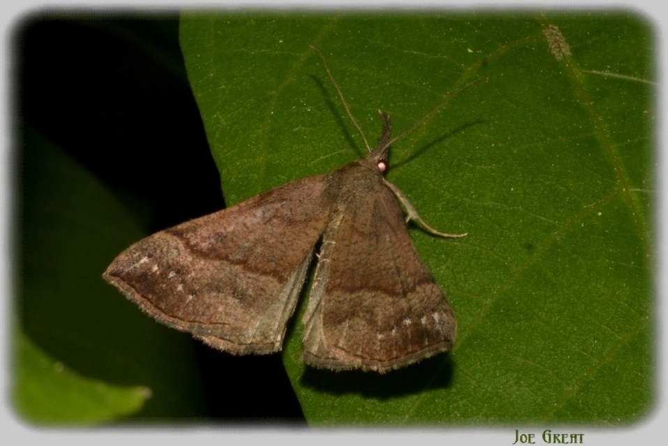 Hypena proboscidalis - ormányos karcsúbagoly