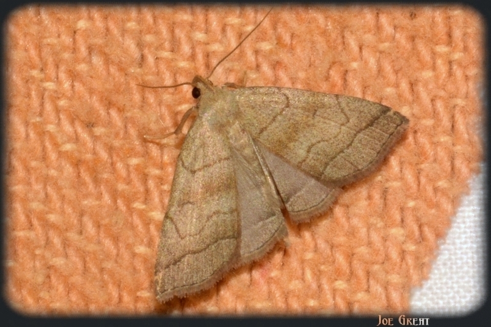 Herminia tarsicrinalis - szőröslábú karcsúbagoly