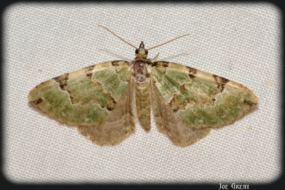 Colostygia pectinataria - zöld levélaraszoló