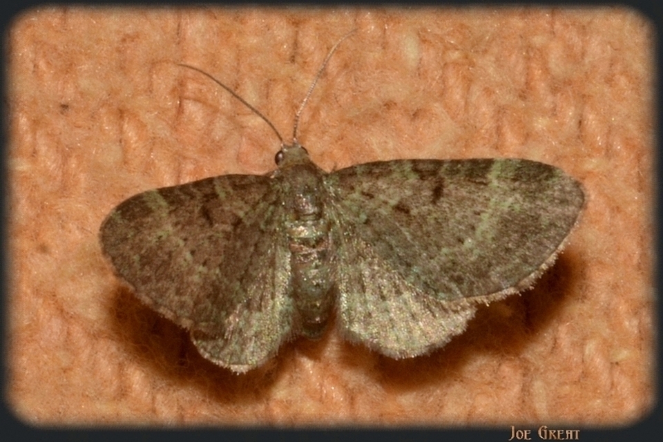 Pasiphila