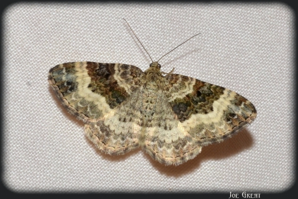 Epirrhoe alternata - galaj-tarkaaraszoló