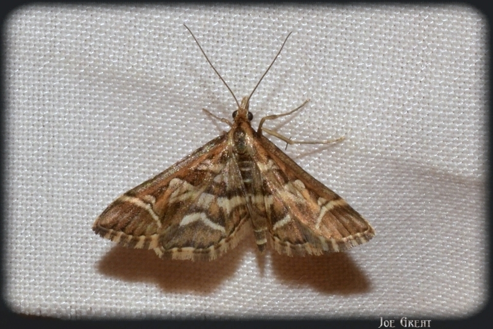 Diasemia reticularis - betűmintás tűzmoly