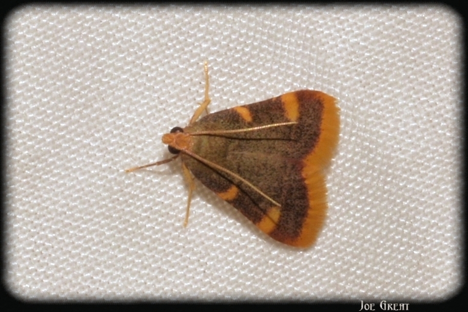 Hypsopygia costalis - szénailonca