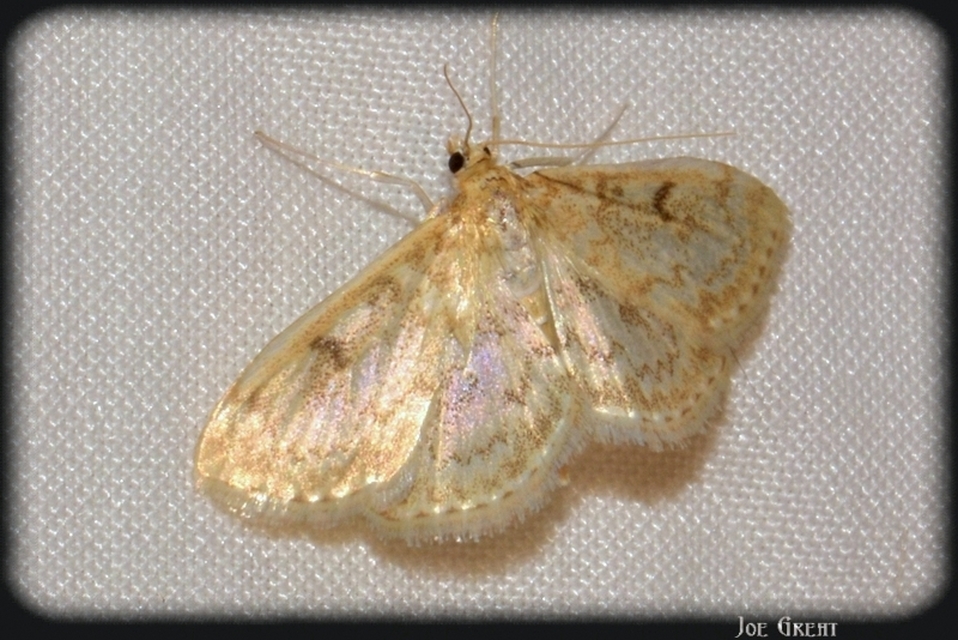 Anania perlucidalis - lápréti tűzmoly