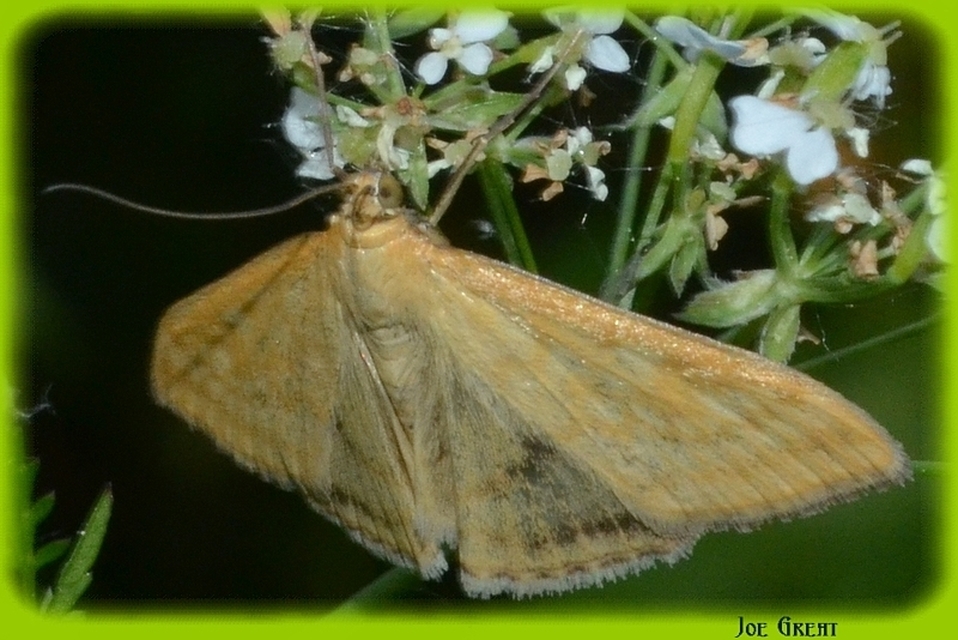 Sitochroa verticalis - világossárga dudvamoly