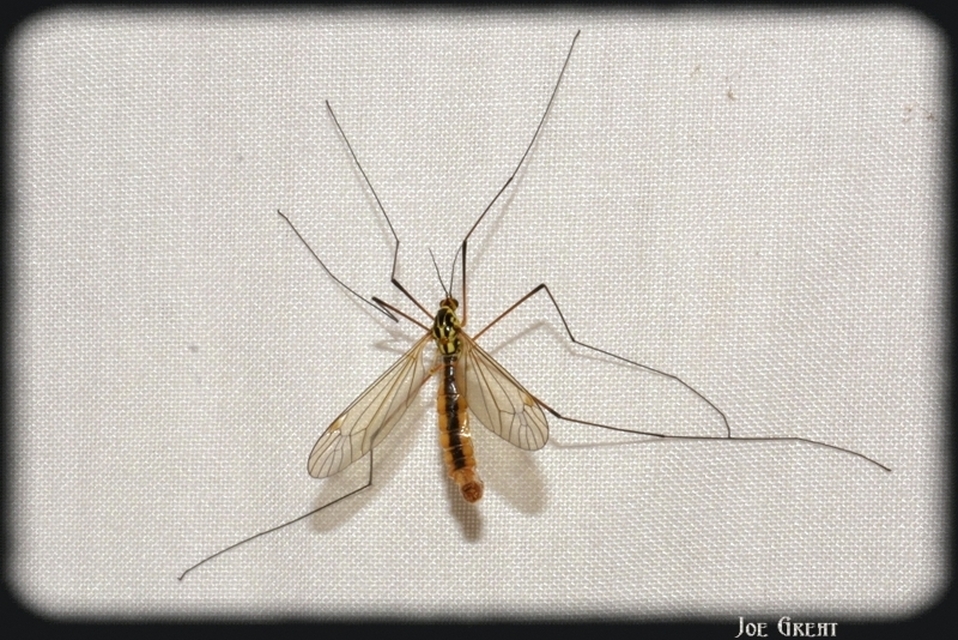 Nephrotoma