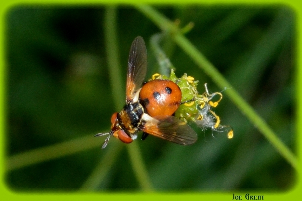 Gymnosoma