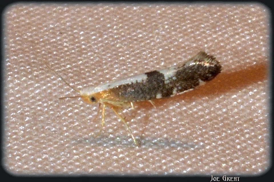 Argyresthia