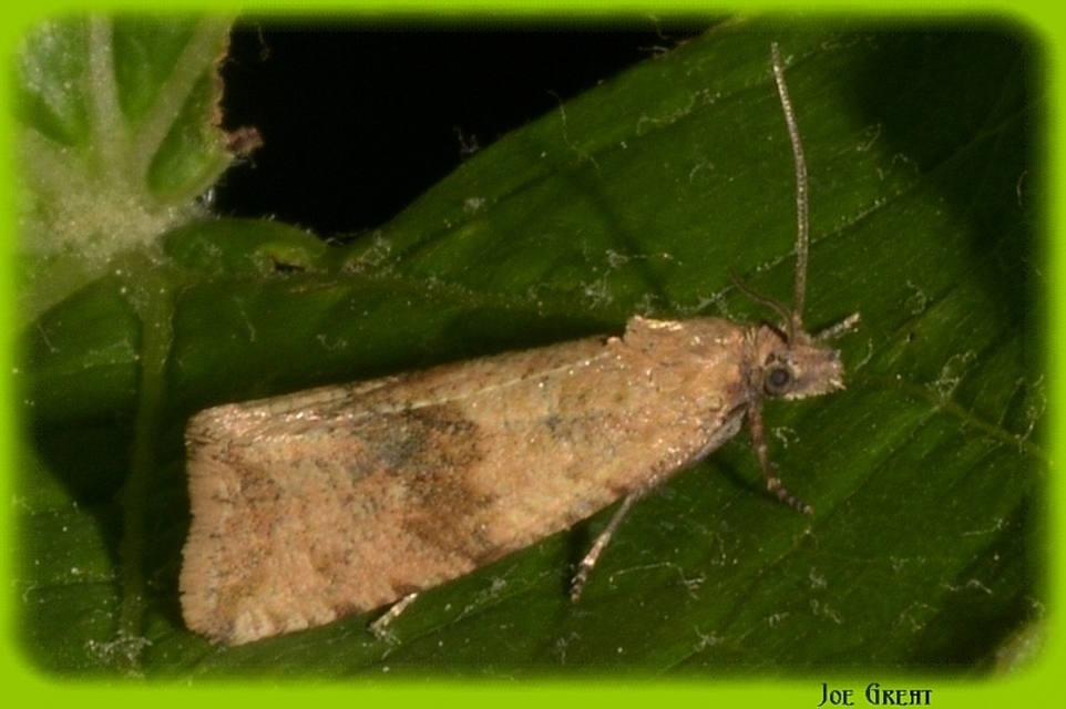 Celypha striana - pitypangfúró tükrösmoly