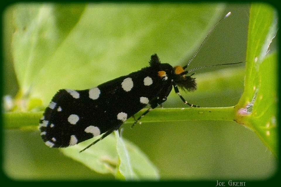 Euplocamus anthracinalis - fésűscsápú korhadékmoly