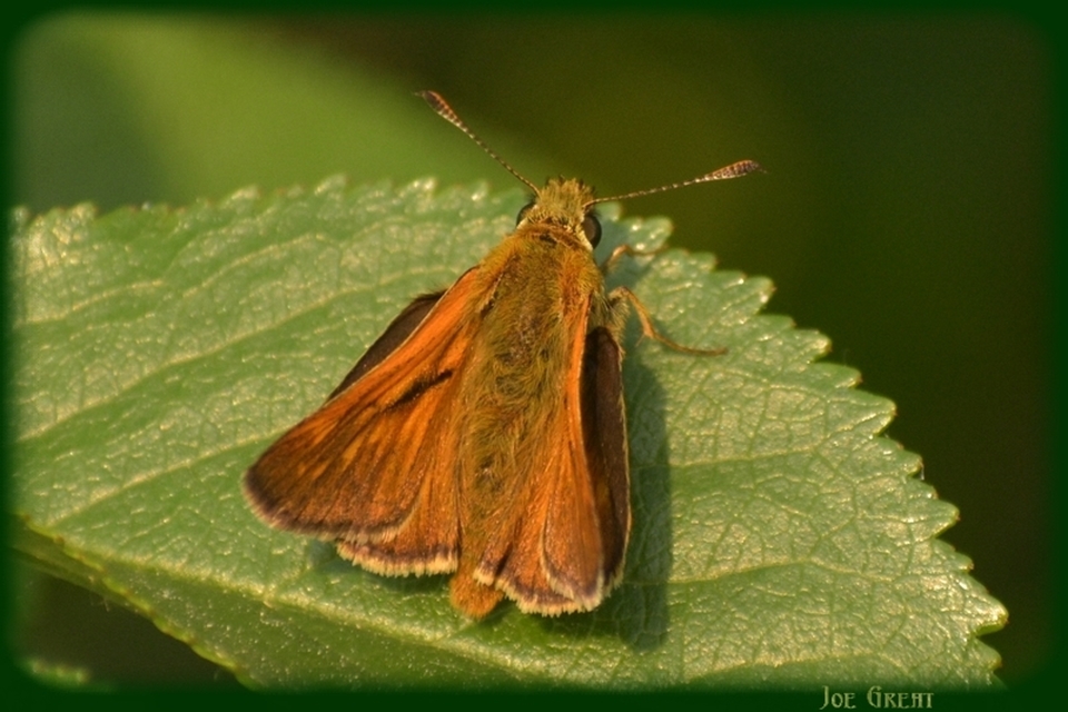 Ochlodes sylvanus - erdei busalepke