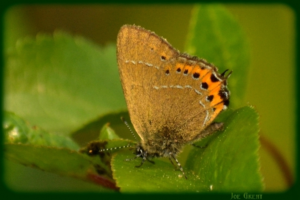 Satyrium pruni - szilvafa-csücsköslepke