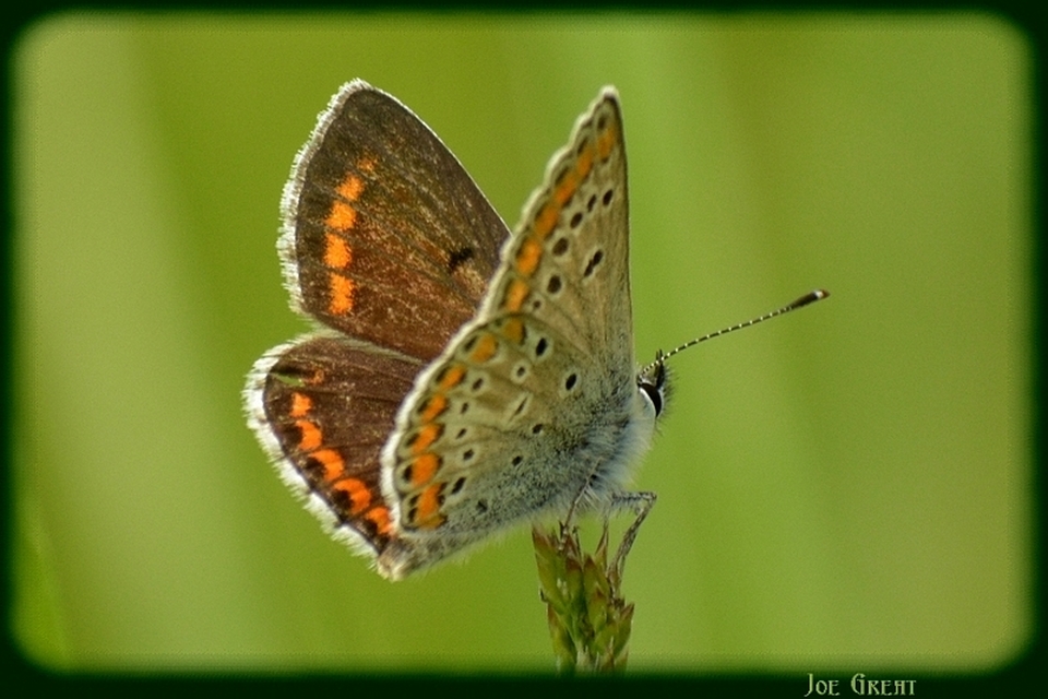 Aricia agestis - szerecsenboglárka