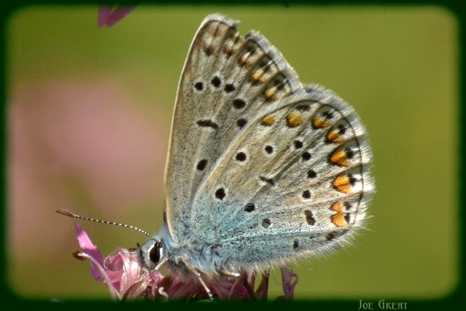 Polyommatus icarus - közönséges boglárka